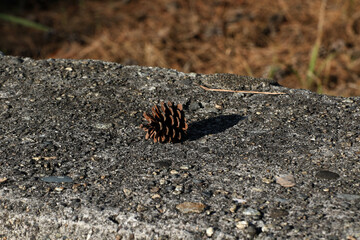 道端に落ちている松ぼっくり