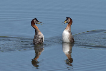 Red-necked grebes take part in a courtship dance on Reflections Lake, Alaska, an important area for migratory waterfowl.