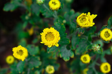 young Colorful Chrysanthemums flowers blooming in a farm .
