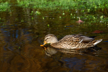 Brown female mallard duck swimming in water over a flooded lawn
