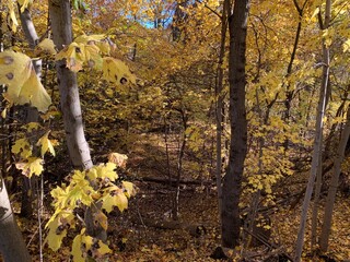 Obraz premium autumn in the park