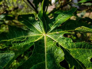This is green papaya trees leaf front-side close-up macro shot when morning sunlight light this leaf.