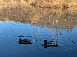 ducks on the lake