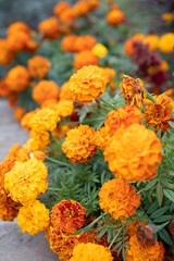 Colourful Marigold at the park 