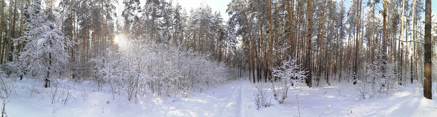 winter forest