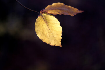 Photo of Golden autumn leaves