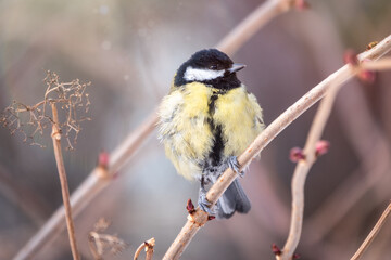 Fototapeta premium Cute bird Great tit, songbird sitting on a branch without leaves in the autumn or winter.