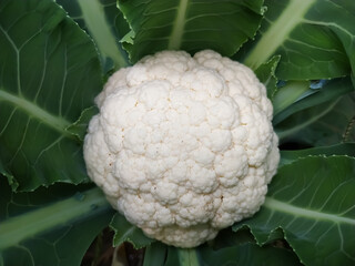 Cauliflower grows in organic soil in the field on the vegetable area