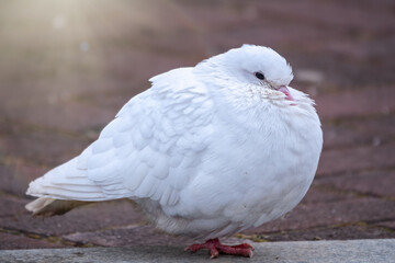 A beautiful white pigeon on the ground.