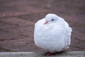 A beautiful white pigeon on the ground.