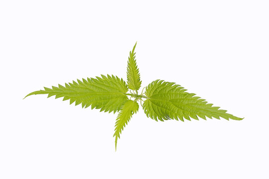 medicinal herb top view of nettle leaves isolated on white background