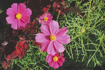 Pink cosmos flowers top view on summer