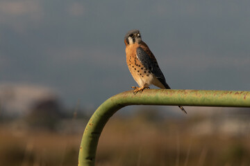 American Kestrel Male Perched on a Green Metal Fence Gate