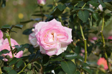 秋の薔薇の花
Pink rose flower that blooms in autumn.