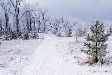 Winter landscape in the forest