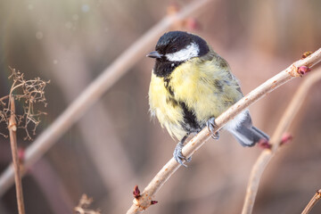 Cute bird Great tit, songbird sitting on a branch without leaves in the autumn or winter.