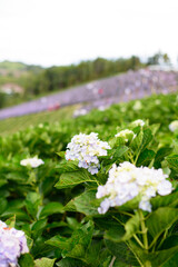  Fresh Hydrangea flower field garden on the mountain