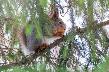 The squirrel with nut sits on a fir branches in the winter or late autumn