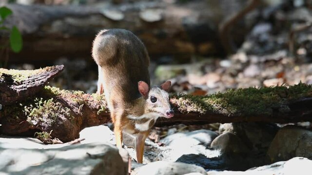 Lesser Mouse-deer, Tragulus kanchil; an individual extending its body over a log drinking water and runs away during a hot summer afternoon in the jungle of Kaeng Krachan National Park, Thailand.