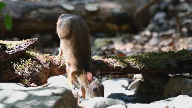 Lesser Mouse-deer, Tragulus kanchil; seen drinking water, body over a log while trying to be aware of what is around during a very hot summer afternoon in Kaeng Krachan National Park, Thailand.
