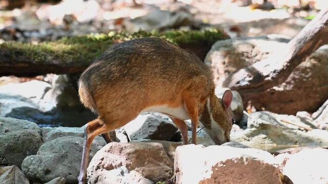 Lesser Mouse-deer, Tragulus kanchil; close up footage while its drinking at a waterhole in the jungle of Kaeng Krachan National Park in Thailand during a hot summer day.