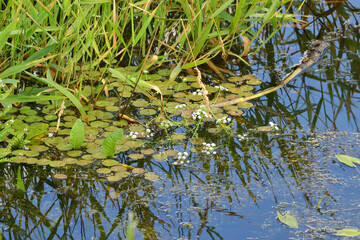Fragment of natural pond with water lily leaves and other aquatic plants on the surface of the water. Water landscape with green algae.