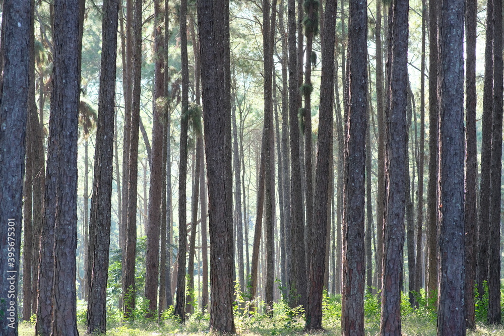 Poster trees in the forest