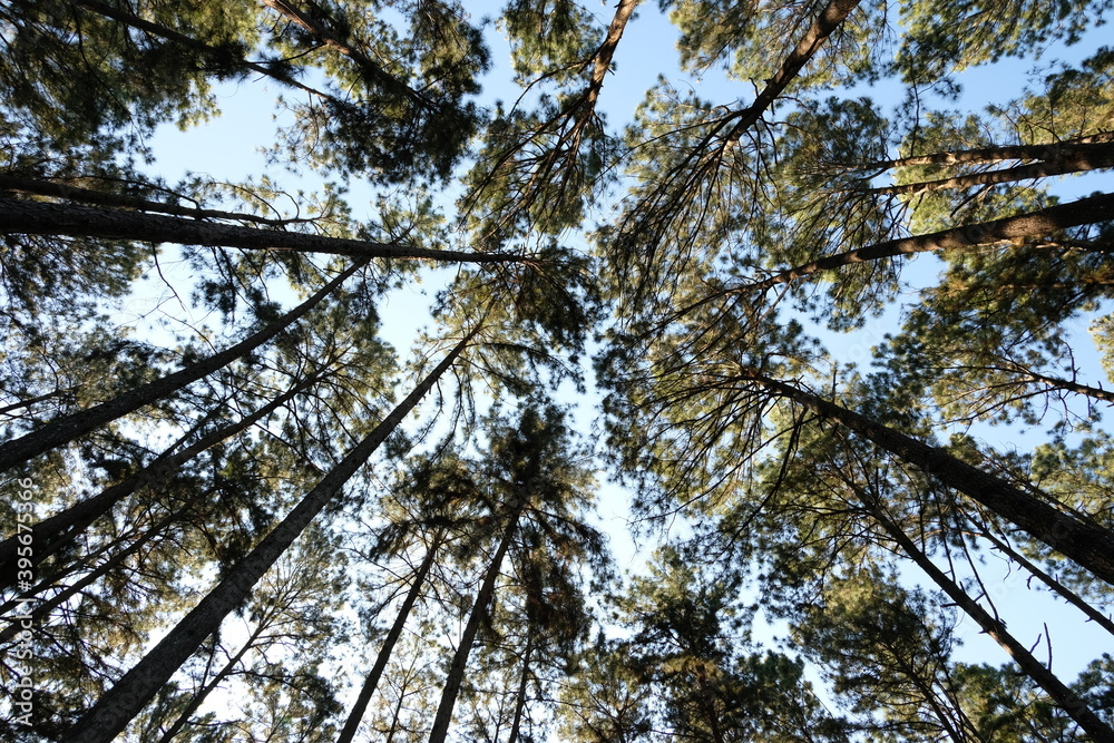 Canvas Prints trees in the forest