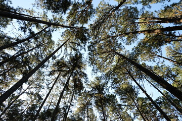 Beautiful Pine garden in forest and evergreen wooded pine tree forest in sunny day light