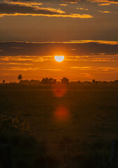 un amanecer con el sol radiante y un toro que come su desayuno.
