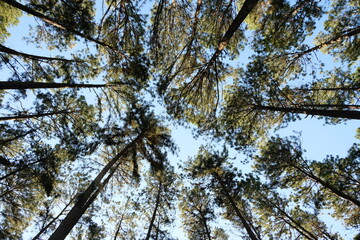 Beautiful Pine garden in forest and evergreen wooded pine tree forest in sunny day light