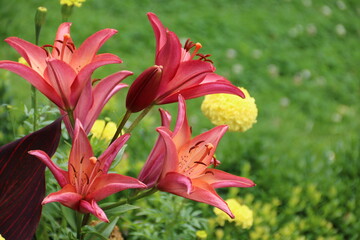 Obraz premium Rote Lilien blühen neben gelben Dahlien im Gartren