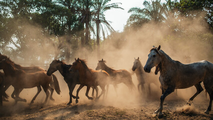 Caballos corren en medio de polvo. © Braian