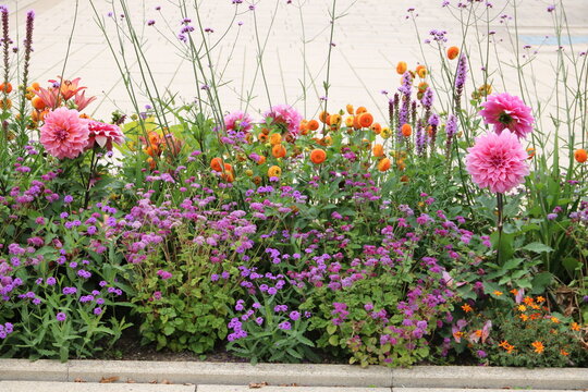 Rabatte mit sch&ouml;nen bunten Sommerblumen