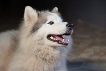 Obraz premium close up happy white dog sleeping