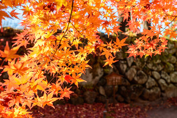 もみじ



もみじ