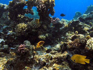 Fototapeta na wymiar Tropical fish and corals. Red Sea