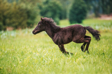 Young mini pony horse on a green meadow