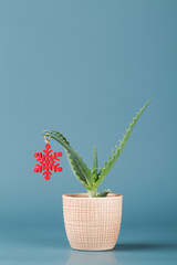 Christmas decoration in form of red snowflake on green aloe vera in pot on blue background.