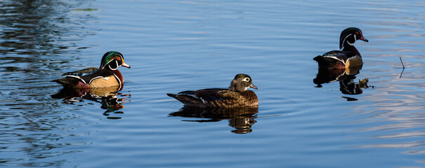 Three wood ducks swimming in Larson Lake on a sunny day, reflections in water
