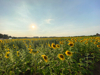 Sunflowers in the field. Sunflowers in beautiful.