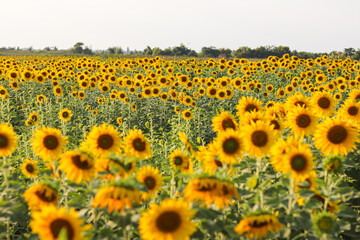 Obraz premium Sunflowers in the field. Sunflowers in beautiful.