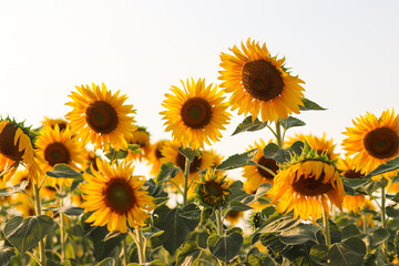 Fototapeta premium Sunflowers in the field. Sunflowers in beautiful.