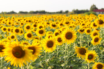 Obraz premium Sunflowers in the field. Sunflowers in beautiful.