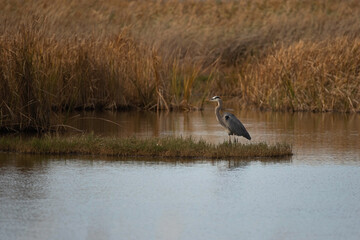 Great Blue Heron in the Marsh Landscape