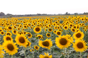 Sunflowers in the field. Sunflowers in beautiful.