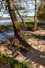 Trees growing on the shore of Baltic sea with bare roots
