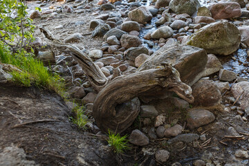 Old broken tree root with a shape of dragon laying on the rosky shore of Baltic sea