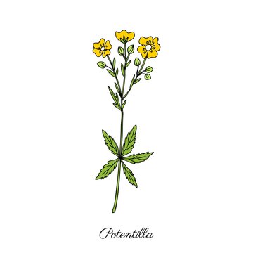 Cinquefoil flower, potentilla erecta, bloodroot vector hand drawn colorful illustration isolated on white background, ink sketch, decorative herbal doodle, medical herbs for design cosmetic, medicine