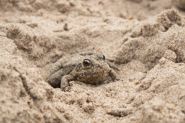 The marsh frog (lat. Pelophylax ridibundus)